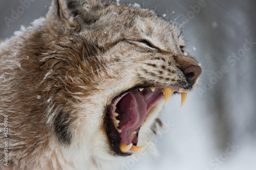 Fotografiet European Lynx in the snow with mouth open showing teeth