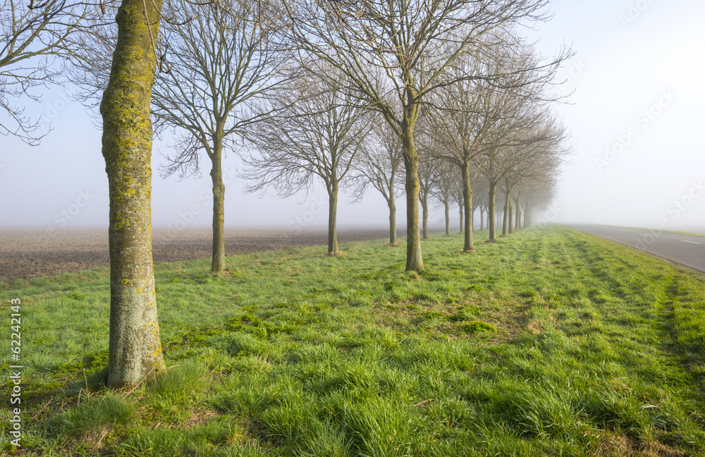 Double row of trees in a hazy morning