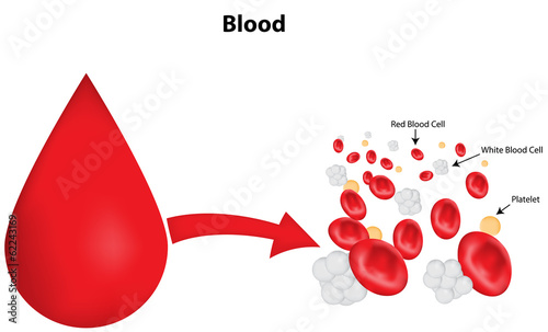 Labeled Blood Drop Diagram