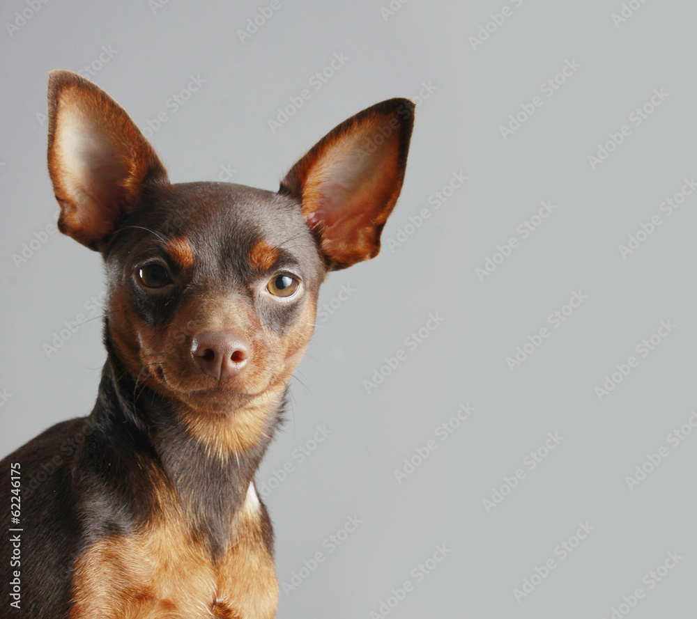 Miniature Pinscher Miniature Pinscher