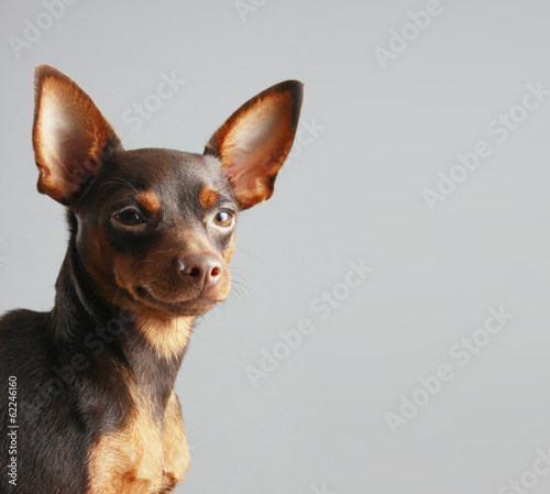 Miniature Pinscher
