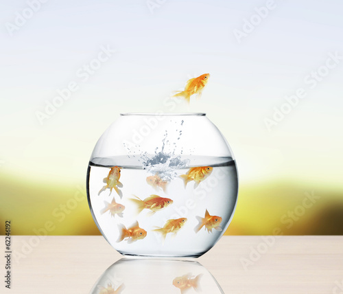 goldfish jumping out of water