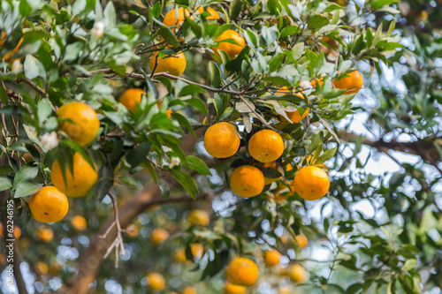 Mature orange grove