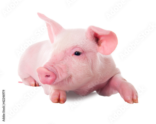 Pink pig in lying on his stomach. Isolated on white background