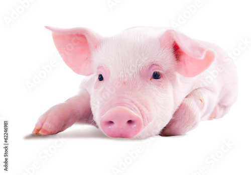 Pink pig in lying on his stomach. Isolated on white background