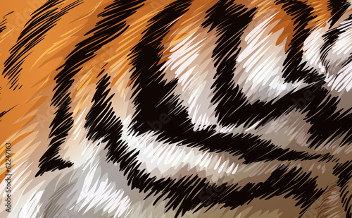 A tiger texture photo