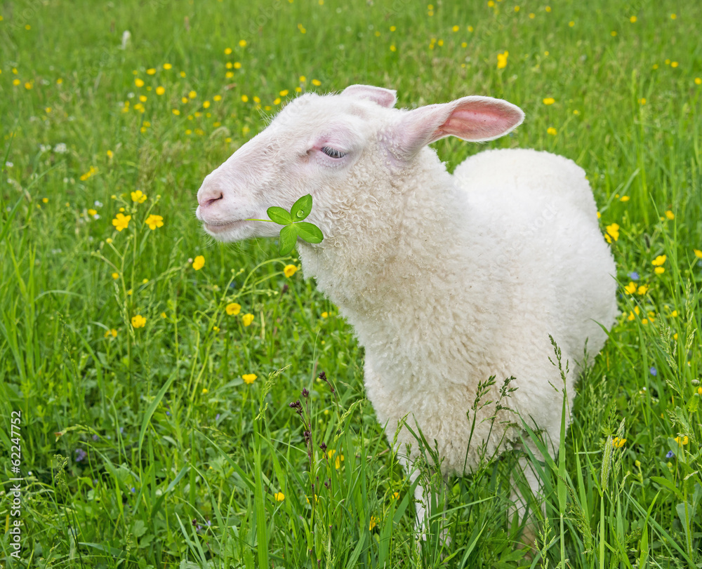 Fototapeta premium sheep on a meadow