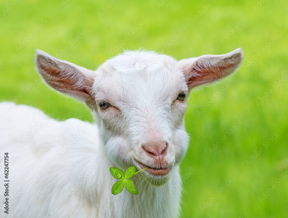 Obraz premium goat eating grass