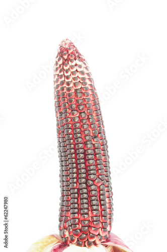 Wallpaper Mural purple corn Torontodigital.ca