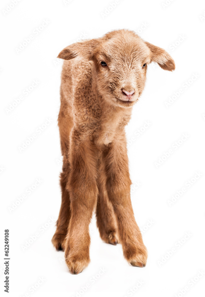 Baby lamb isolated on white background
