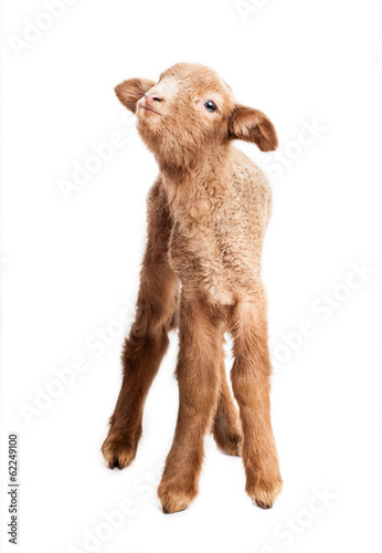 Fotografija Baby lamb isolated on white background