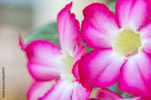 desert rose flower