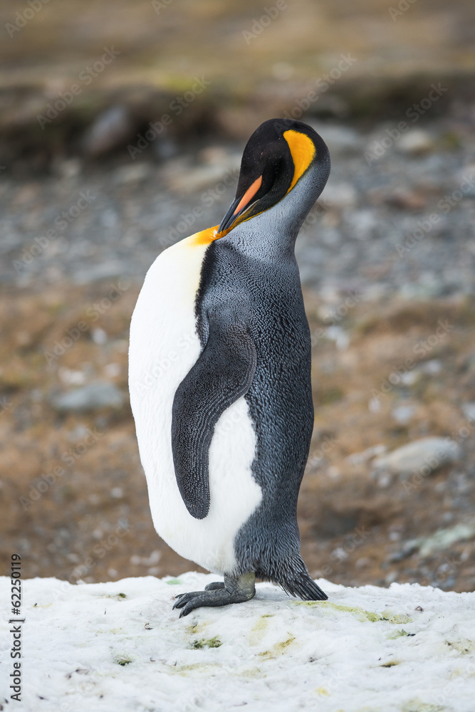 Fototapeta premium King Penguin preening, South Georgia, Antarctica.