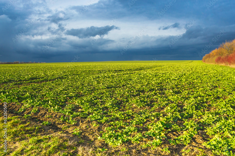 Spring field against sky before thunderstorm , landscape Spring field against sky before thunderstorm , landscape