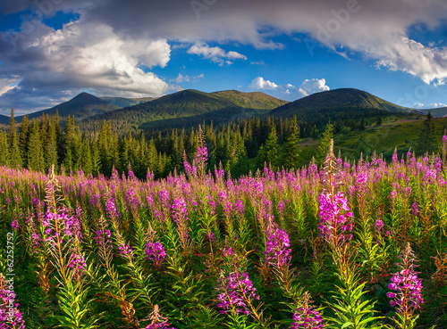 Beautiful autumn landscape in the mountains with pink flowers © Andrew Mayovskyy