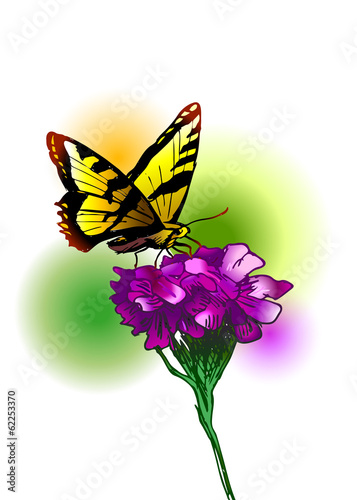 Colored illustration a butterfly and flower. Vector illustration