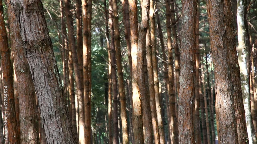 Pine Bark In The Autumn Forest, Swaying Pine Bark In The Autumn Forest, Swaying