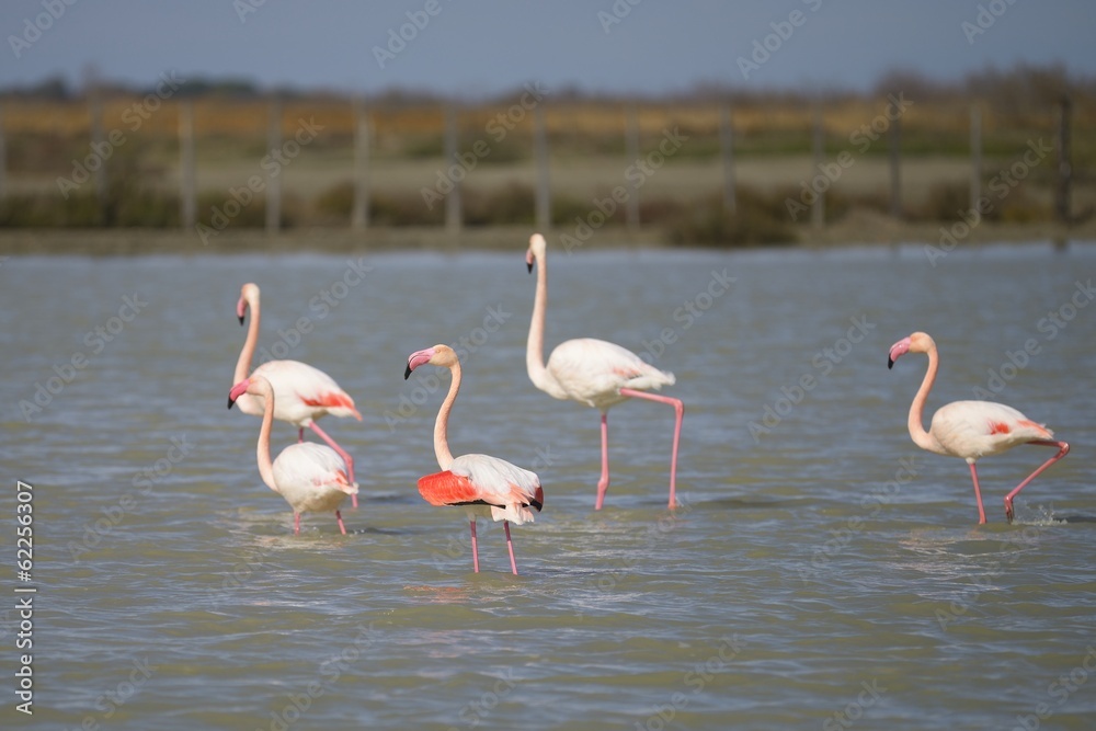 Greater Flamingo (Phoenicopterus roseus), Camargue  - France