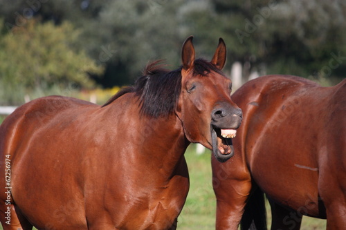 Brown horse laughing out loud
