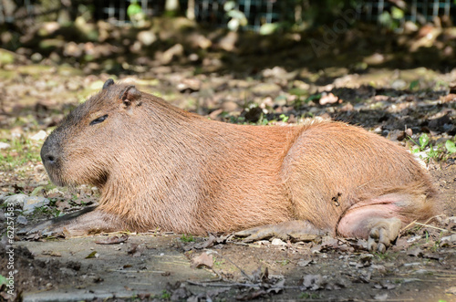 Capybara