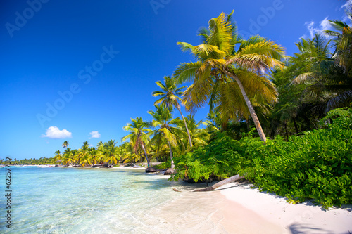 Fototapeta Naklejka Na Ścianę i Meble -  Caribbean sand beach with palm trees in Dominican Republic
