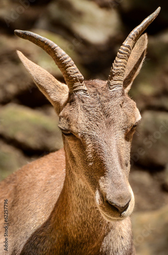 Antelope