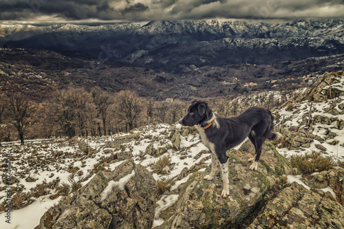 Border Collie dog standing on rocks with snow covered mountains