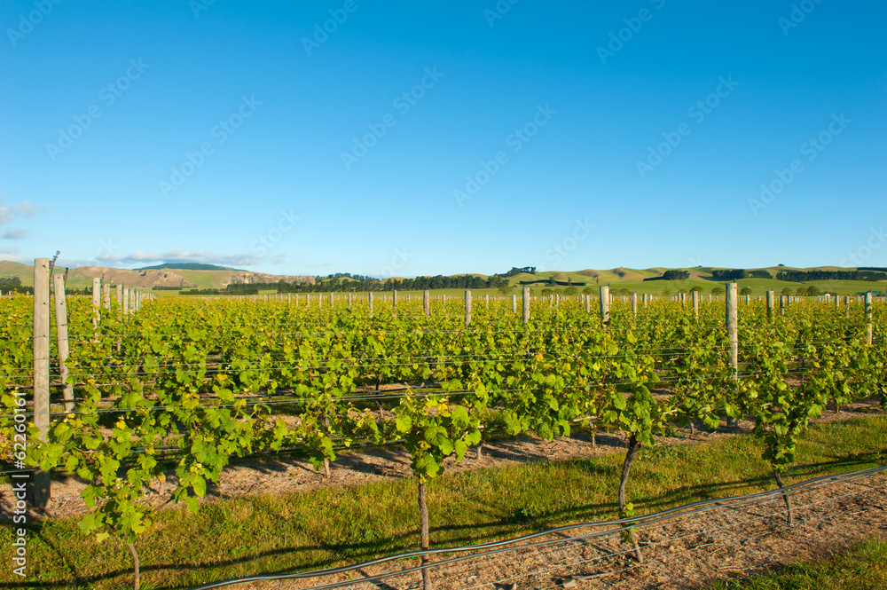 Winery of New Zealand