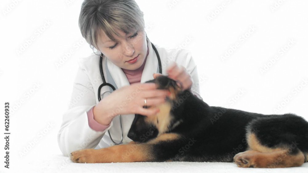 veterinarian examines puppy ears veterinarian examines puppy ears