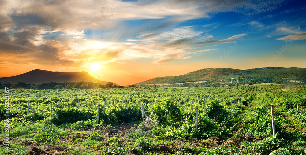 Naklejka premium Crimean vineyard