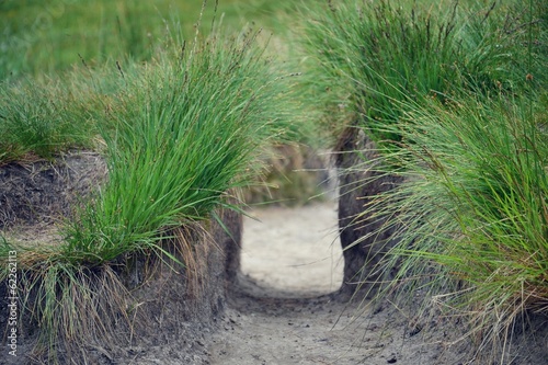 Filtered picture of green grass