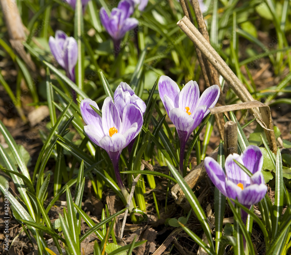 Purple crocuses Purple crocuses