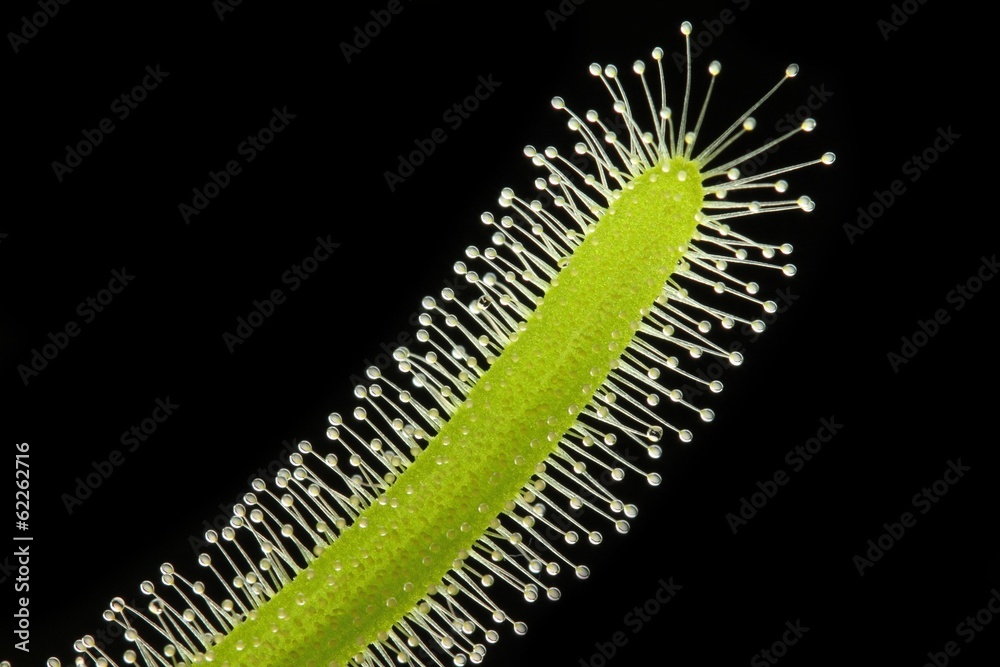 Insectivorous plant Insectivorous plant