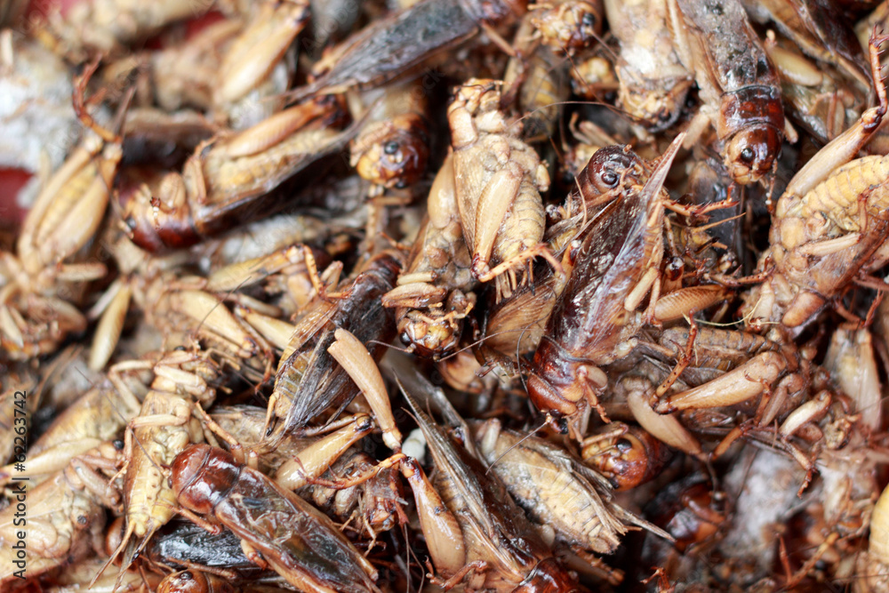 close up of fried insect