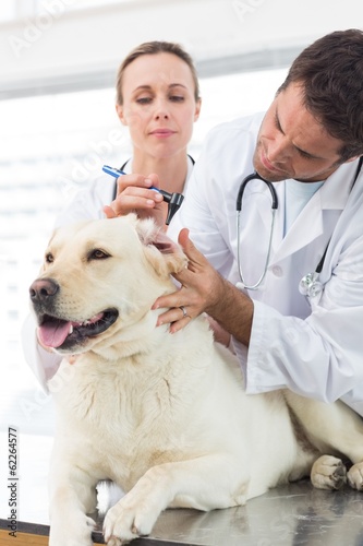 Vets examining ear of dog
