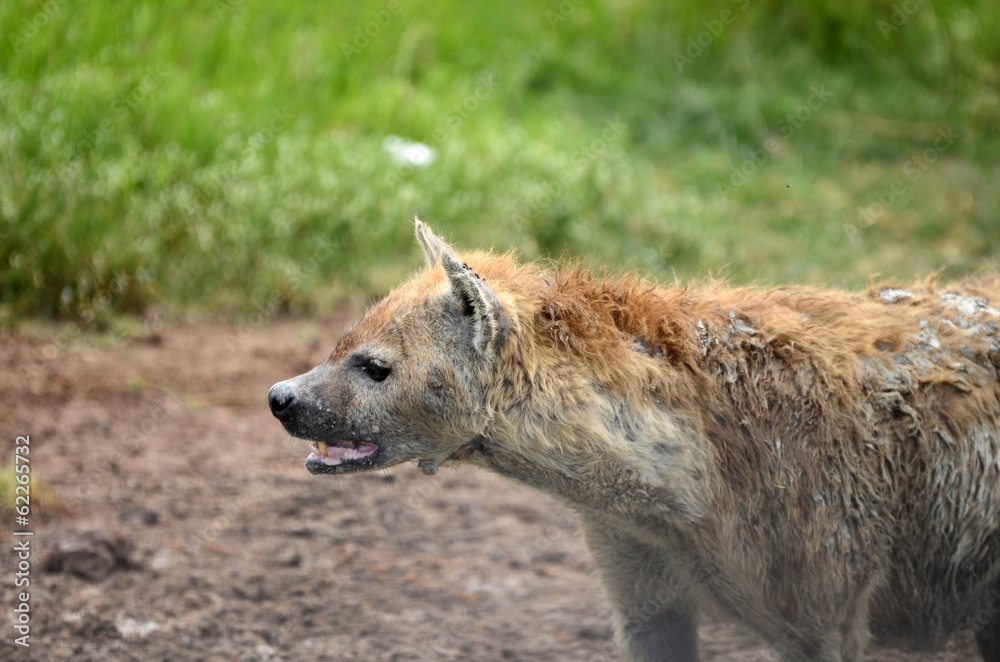 Fototapeta premium yenne en gros plan