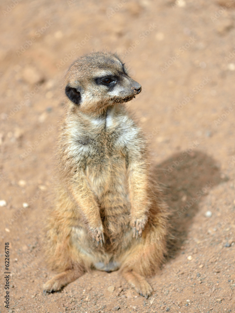 Fototapeta premium Meerkats (suricate)