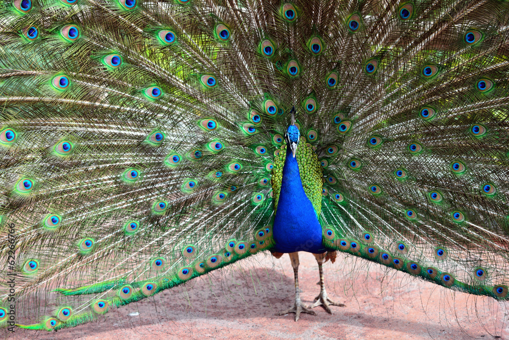 Obraz premium Peacock