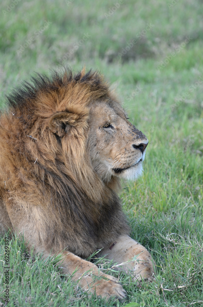 Fototapeta premium majestueux