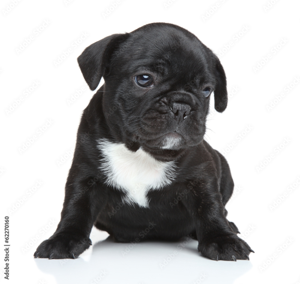 French bulldog puppy portrait French bulldog puppy portrait