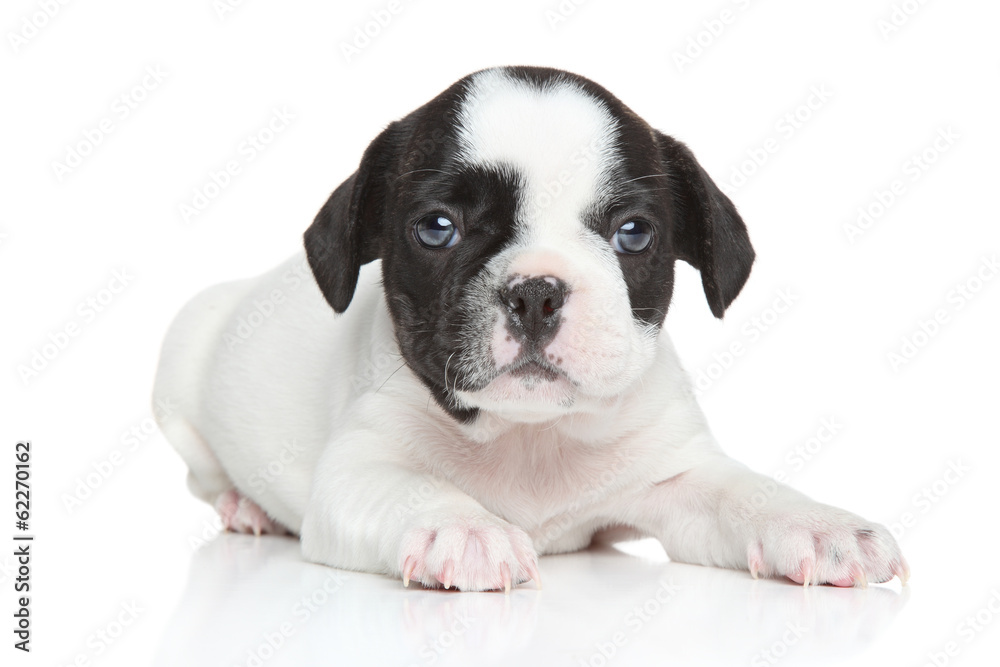 French bulldog puppy (1 month)