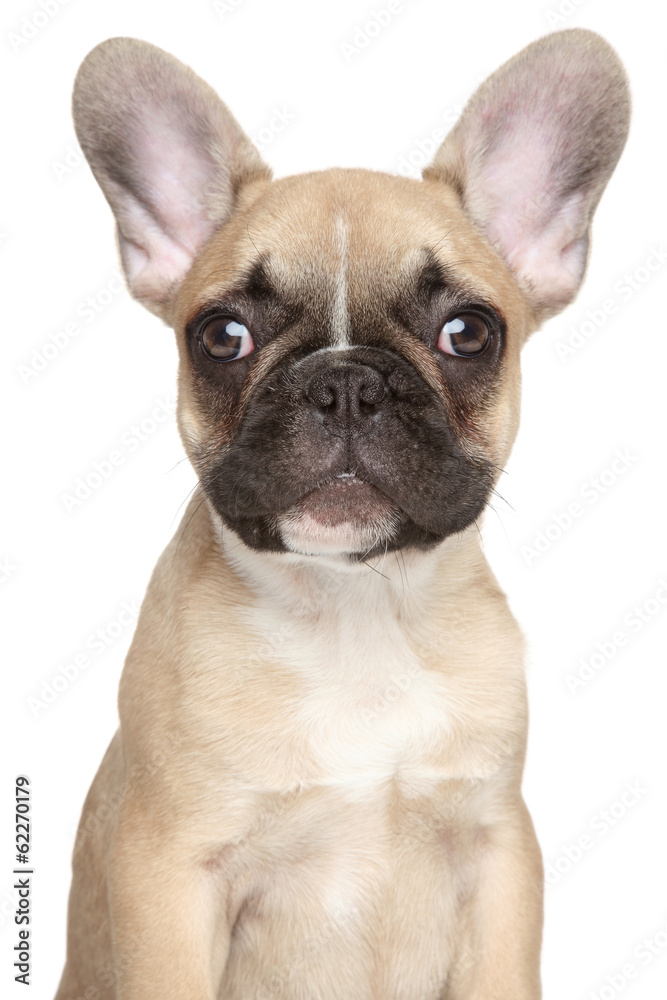 French bulldog puppy close-up portrait