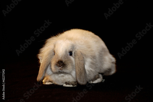 Lapin Lulu