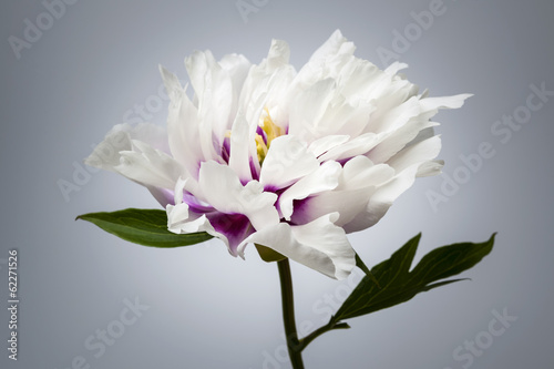 Fototapeta Naklejka Na Ścianę i Meble -  One peony flower
