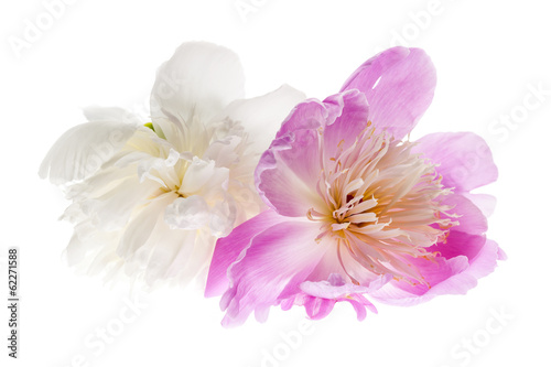 Fototapeta Naklejka Na Ścianę i Meble -  Isolated peony flowers
