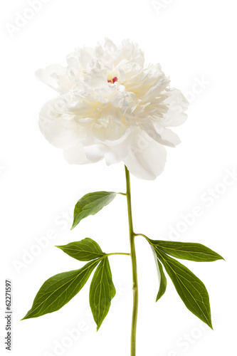 Fototapeta Naklejka Na Ścianę i Meble -  Isolated peony flower
