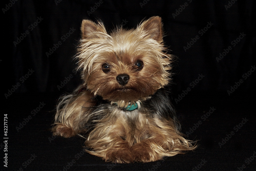Fototapeta premium Yorkshire Saga