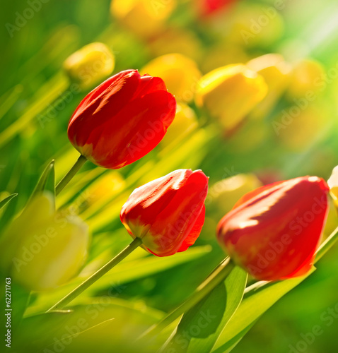Garden with tulips