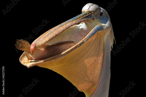 Great White Pelican with fish photo