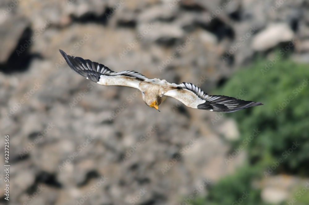 Egyptian Vulture (Neophron percnopterus). Egyptian Vulture (Neophron percnopterus).